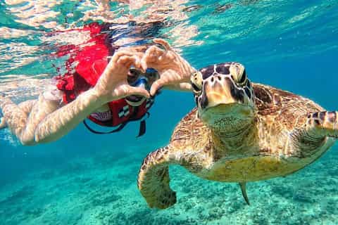 Turtle Snorkeling - Sri Lanka